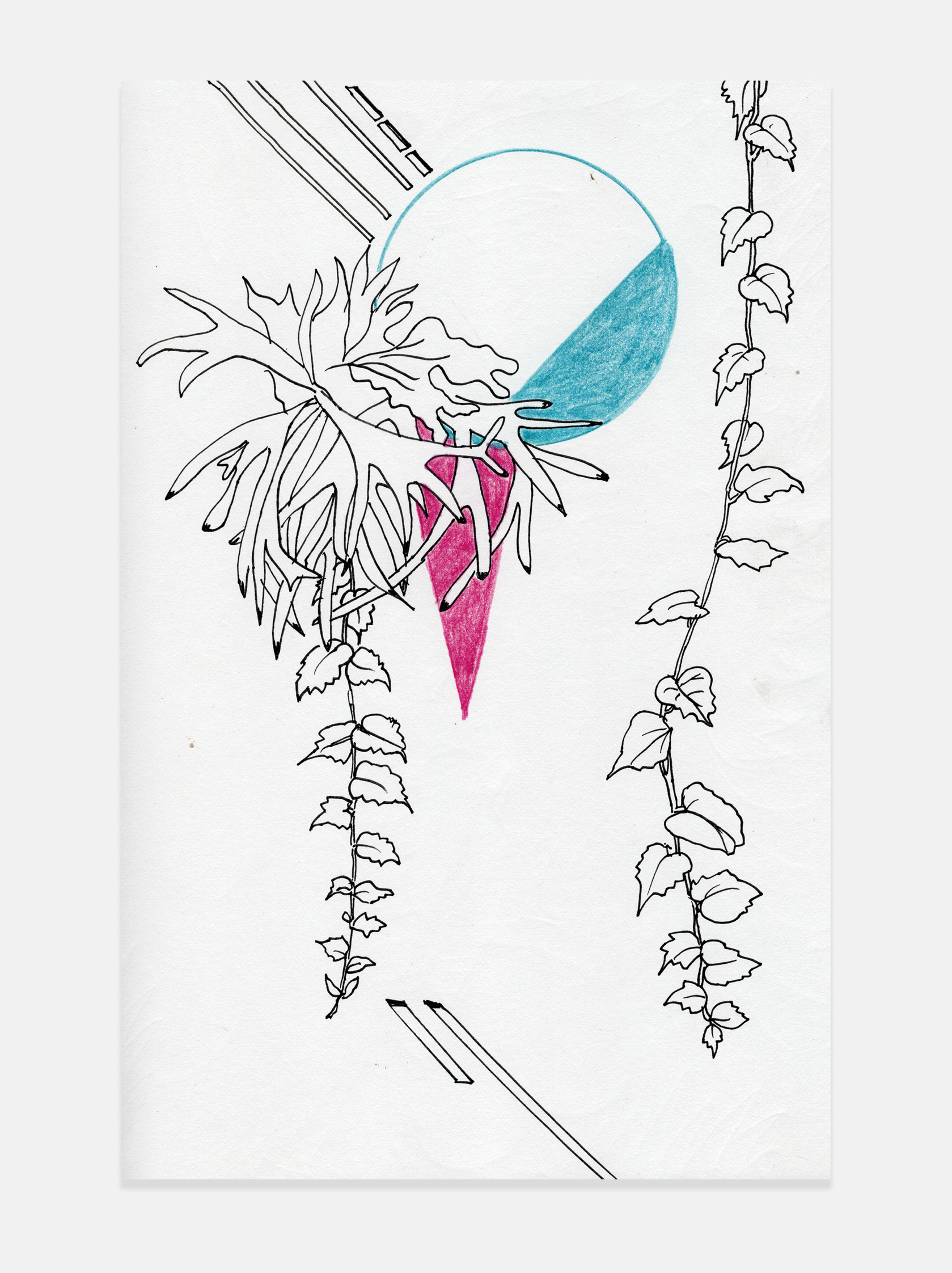 freelance-graphic-designer-london-botanical-illustration-Australia-foliage