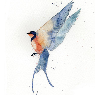 swallow watercolour illustration