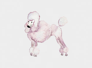 watercolour illustration freelance graphic designer poodle
