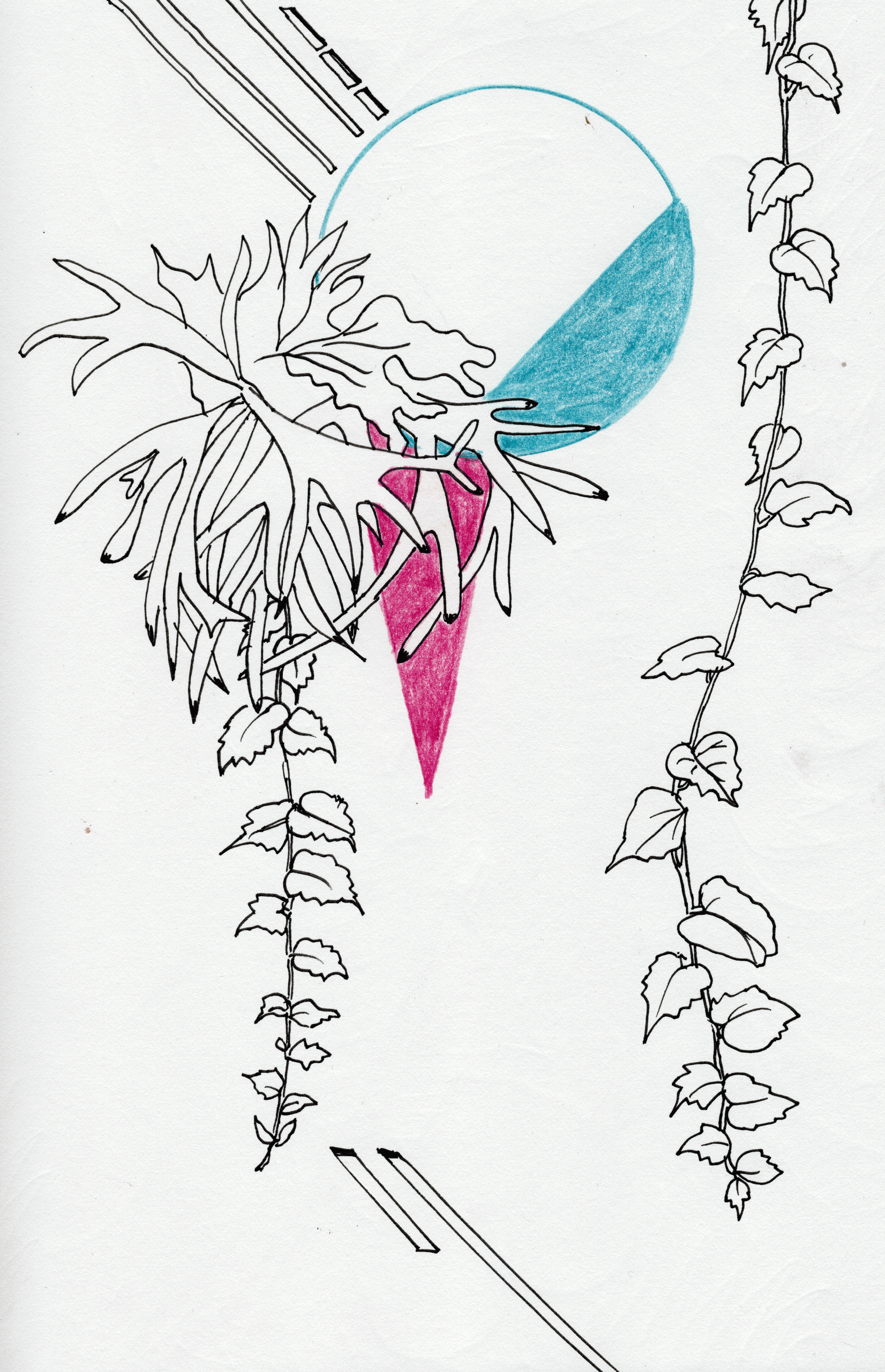 Botanical illustration design by freelance graphic designer 